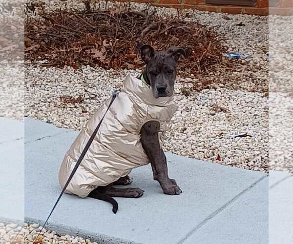 Medium Photo #8 Great Dane-Unknown Mix Puppy For Sale in Huntersville, NC, USA