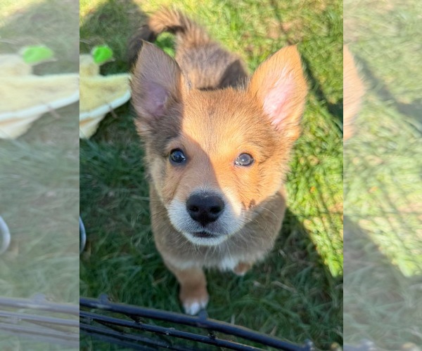 Medium Photo #5 Australian Terrier-German Shepherd Dog Mix Puppy For Sale in Duluth, MN, USA