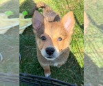 Small #4 Australian Terrier-German Shepherd Dog Mix