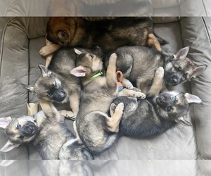 German Shepherd Dog-Siberian Husky Mix Puppy for sale in BROOKLYN, NY, USA