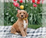 Small #1 Goldendoodle