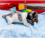 Small Photo #11 Dachshund Puppy For Sale in WAKARUSA, IN, USA