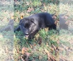 Small Photo #3 German Shepherd Dog Puppy For Sale in BURLESON, TX, USA