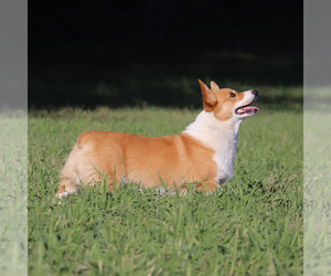 Mother of the Pembroke Welsh Corgi puppies born on 05/31/2023