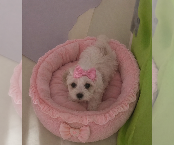 Medium Photo #1 Poodle (Toy) Puppy For Sale in SPOTSYLVANIA, VA, USA