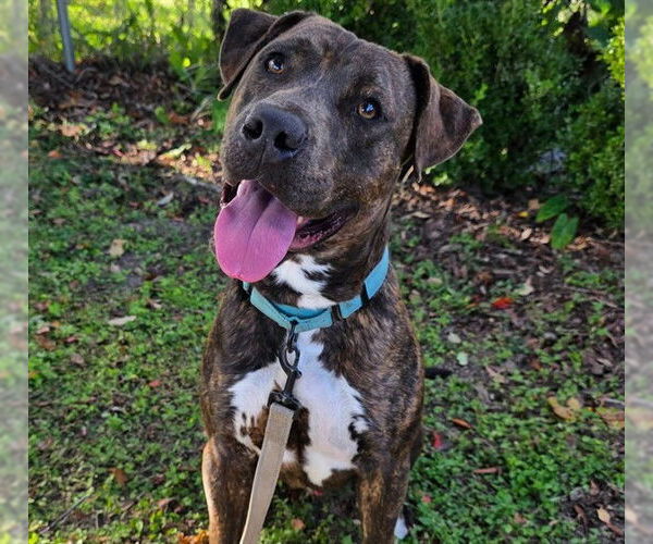 Medium Photo #1 Staffordshire Bull Terrier Puppy For Sale in Ocala, FL, USA