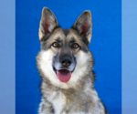 Small German Shepherd Dog