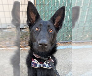 German Shepherd Dog Dogs for adoption in Woodland, CA, USA