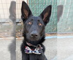 KEHLANI - Female German Shepherd Dog Dog for Adoption - Small photo