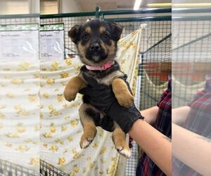 Mutt Dogs for adoption in Calgary, Alberta, Canada
