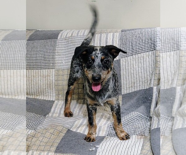 Medium Photo #3 Australian Cattle Dog Puppy For Sale in LAURENS, SC, USA
