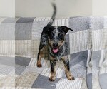 Small Photo #3 Australian Cattle Dog Puppy For Sale in LAURENS, SC, USA