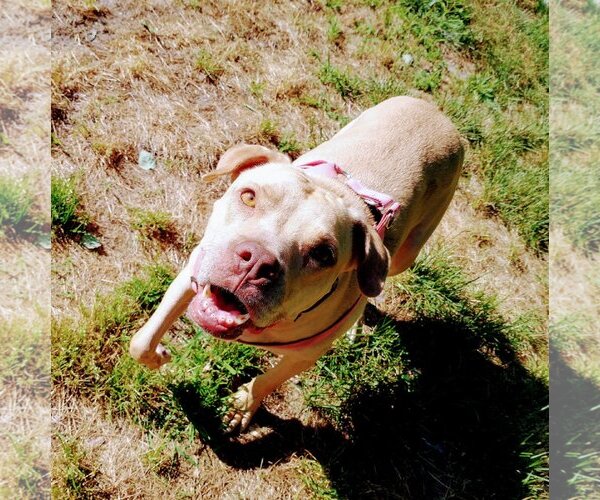 Medium Photo #15 American Pit Bull Terrier-Unknown Mix Puppy For Sale in Oakhurst, NJ, USA