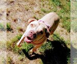 Small #14 American Pit Bull Terrier Mix