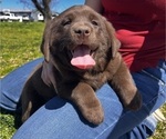 Small Photo #1 Labrador Retriever Puppy For Sale in LIBERTY HILL, TX, USA