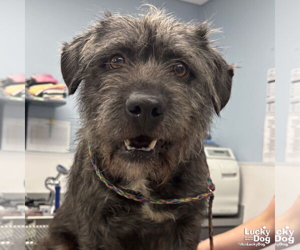 Medium Photo #1 Cairn Terrier-Unknown Mix Puppy For Sale in Washington, DC, USA