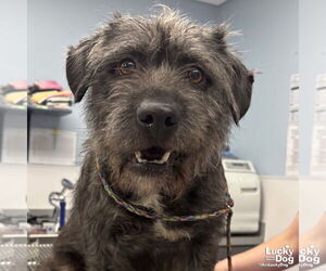 Cairn Terrier-Unknown Mix Dogs for adoption in Washington, DC, USA