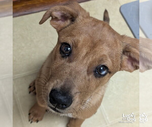 Medium Photo #5 Australian Shepherd-Unknown Mix Puppy For Sale in Washington, DC, USA
