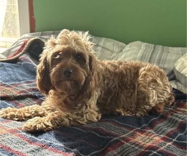Medium Photo #1 Cavapoo (Miniature) Puppy For Sale in MUNFORDVILLE, KY, USA