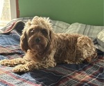 Small Photo #1 Cavapoo (Miniature) Puppy For Sale in MUNFORDVILLE, KY, USA