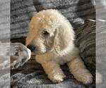 Puppy Willow Goldendoodle
