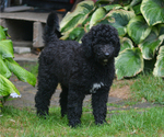 Puppy Tootsie Goldendoodle
