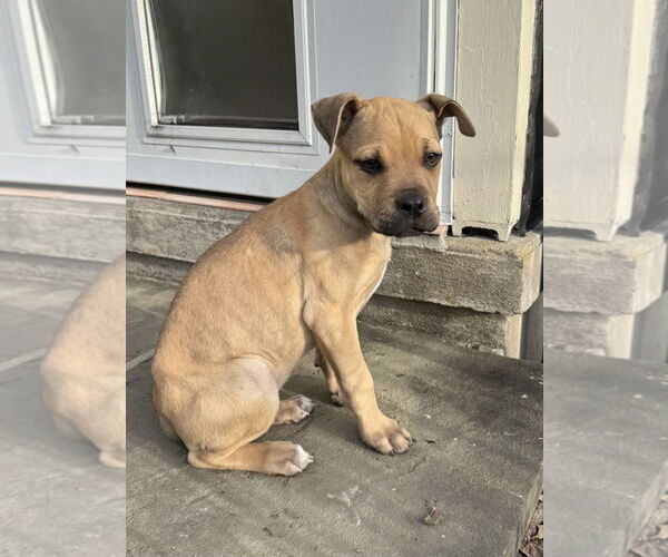 Medium Photo #5 Boxer-Unknown Mix Puppy For Sale in Tarrytown, GA, USA
