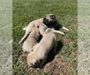 Mother of the Pug puppies born on 02/12/2022