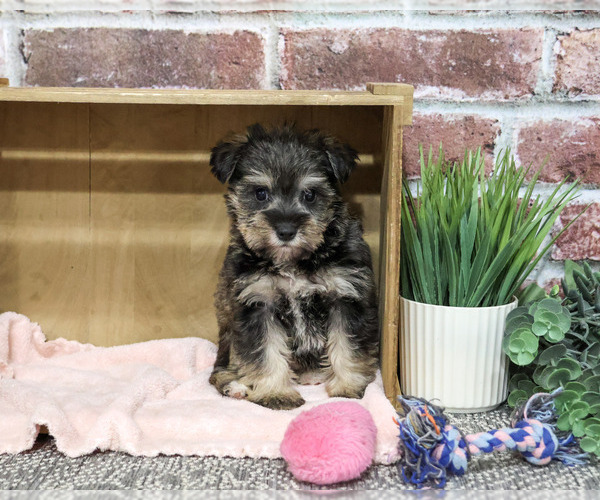 Medium Photo #5 Schnauzer (Miniature) Puppy For Sale in SYRACUSE, IN, USA