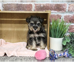 Small #4 Schnauzer (Miniature)