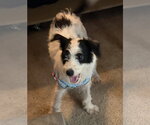 Small #1 Chihuahua Mix