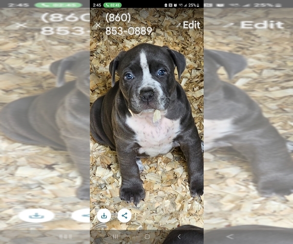 Medium Photo #3 American Bully Puppy For Sale in WALLINGFORD, CT, USA