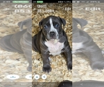 Small Photo #3 American Bully Puppy For Sale in WALLINGFORD, CT, USA
