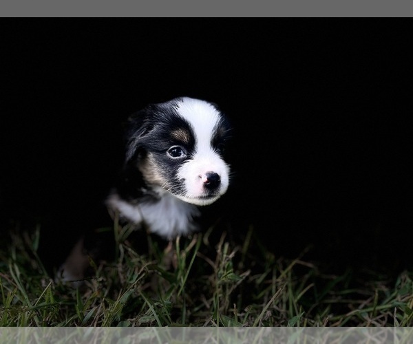 Medium Photo #7 Miniature Australian Shepherd Puppy For Sale in MONTICELLO, SC, USA