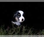Small #6 Miniature Australian Shepherd