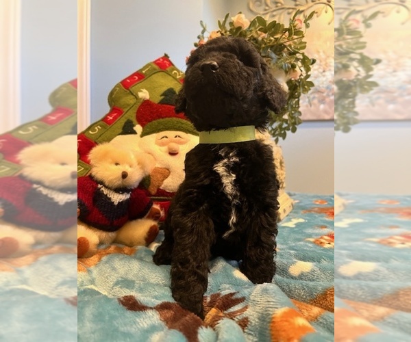 Medium Photo #7 Goldendoodle Puppy For Sale in NEW LONDON, NC, USA