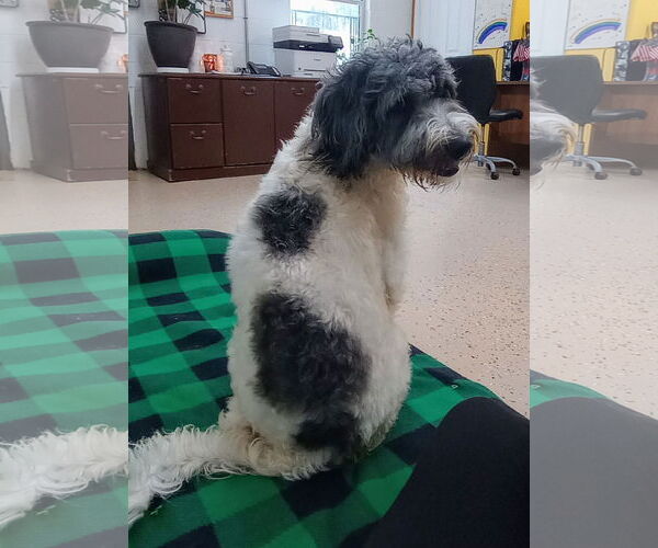 Medium Photo #3 Aussiedoodle Puppy For Sale in York, SC, USA