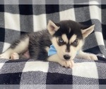 Small Photo #2 Siberian Husky Puppy For Sale in LAKELAND, FL, USA