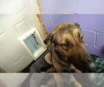 Small #36 German Shepherd Dog