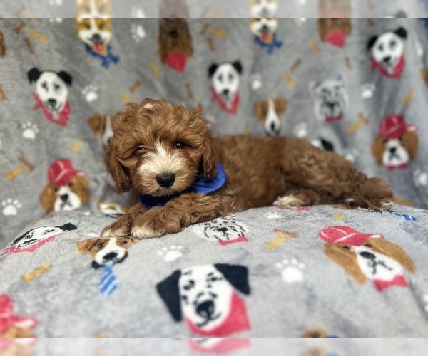 Medium Photo #3 Cavapoo Puppy For Sale in LAKELAND, FL, USA
