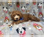Small #2 Cavapoo