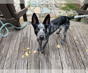 Medium Mutt
