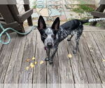 Small Mutt