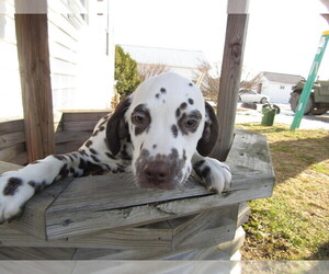 Dalmatian Puppy for sale in BLACKLICK, OH, USA
