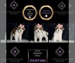 Puppy Chanel Morkie