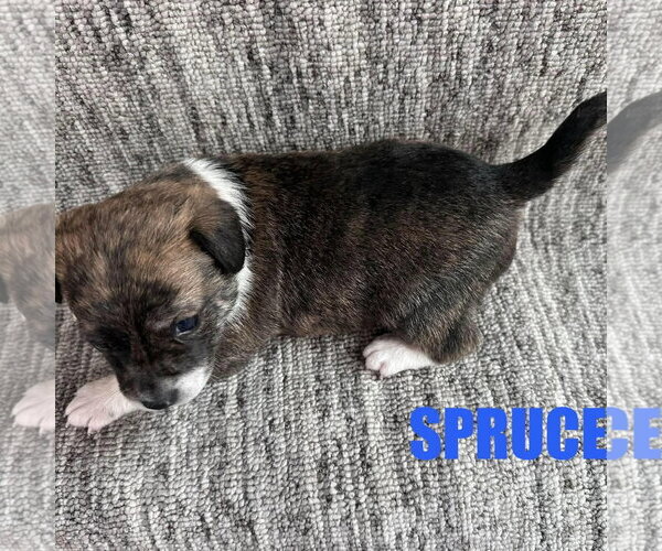 Medium Photo #2 Chihuahua-Unknown Mix Puppy For Sale in Spring Lake, NC, USA