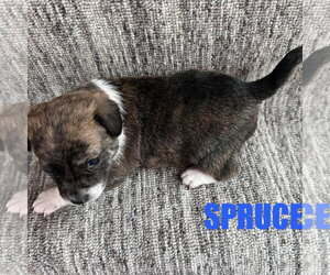 Spruce - Male Chihuahua-Unknown Mix Dog for Adoption - Photo #2