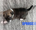 Small Photo #2 Chihuahua-Unknown Mix Puppy For Sale in Spring Lake, NC, USA