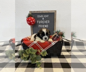 Shih Tzu Puppy for sale in BLOOMFIELD, IN, USA
