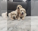 Image preview for Ad Listing. Nickname: Litter of 7